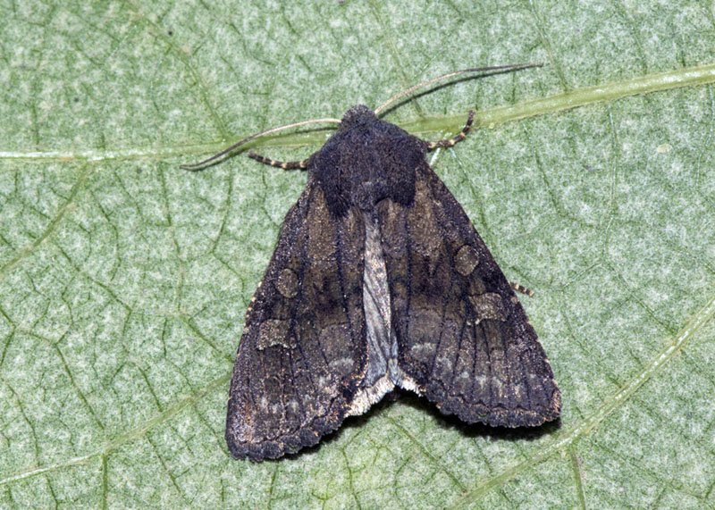 Noctuidae: Aporophyla (Phylapora) lutulenta